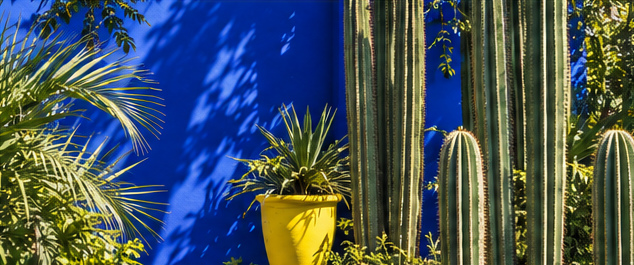 Cacti, palms and a yellow pot against a cobalt wall