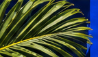 Palm leaves