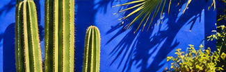 Sculptural cacti in Jardin Majorelle