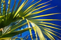 Palm foliage and blue walls in the garden