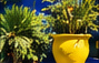 A yellow pot and lush foliage against Majorelle blue