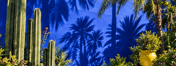 Cacti and a yellow pot beside a cobalt garden wall